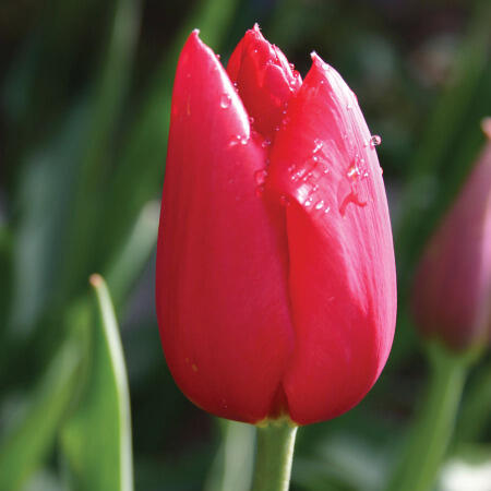 Tulipán pozdní 'Kingsblood' - Tulipa Single Late 'Kingsblood'