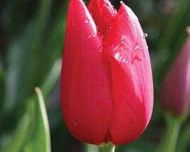 Tulipán jednoduchý pozdní 'Kingsblood'