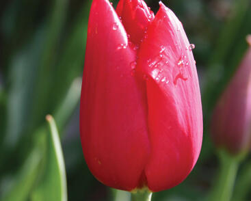 Tulipán jednoduchý pozdní 'Kingsblood'