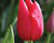 Tulipán jednoduchý pozdní 'Kingsblood'