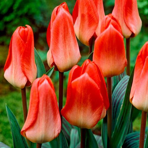 Tulipán Greigův 'Sweet Lady' - Tulipa Greigii 'Sweet Lady'