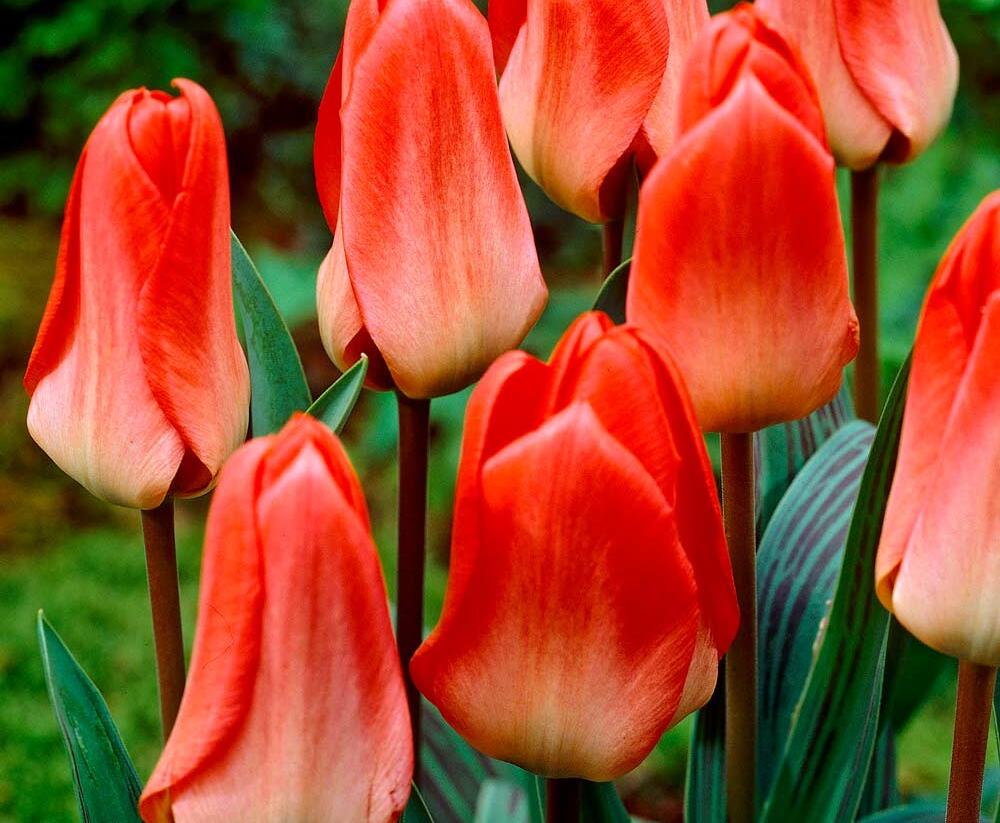 Tulipán Greigův 'Sweet Lady' - Tulipa Greigii 'Sweet Lady'