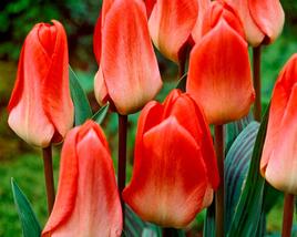 Tulipán Greigův 'Sweet Lady'