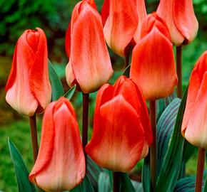 Tulipán Greigův 'Sweet Lady' - Tulipa 'Greigii Sweet Lady'