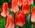 Tulipán Greigův 'Sweet Lady'