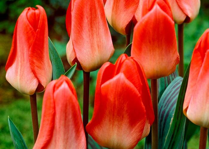 Tulipán Greigův 'Sweet Lady' - Tulipa 'Greigii Sweet Lady'
