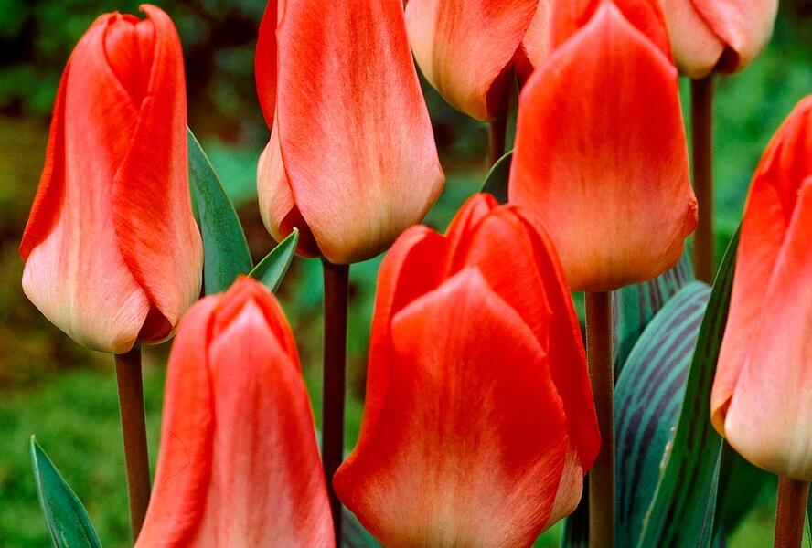 Tulipán Greigův 'Sweet Lady' - Tulipa Greigii 'Sweet Lady'