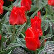 Tulipán Greigův 'Red Riding Hood' - Tulipa Greigii 'Red Riding Hood'