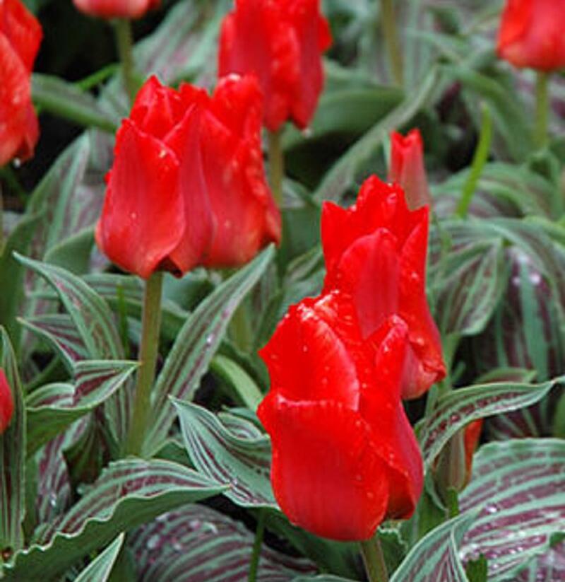 Tulipán Greigův 'Red Riding Hood' - Tulipa Greigii 'Red Riding Hood'