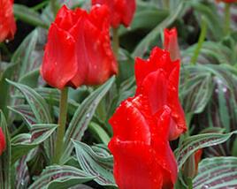 Tulipán Greigův 'Red Riding Hood'