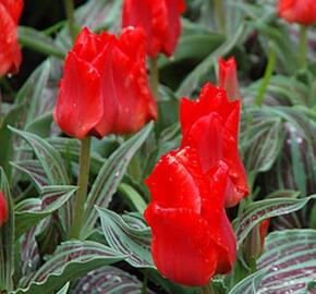 Tulipán Greigův 'Red Riding Hood' - Tulipa Greigii 'Red Riding Hood'