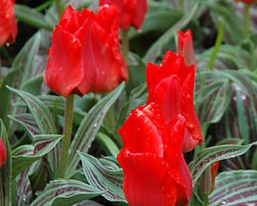 Tulipán Greigův 'Red Riding Hood'