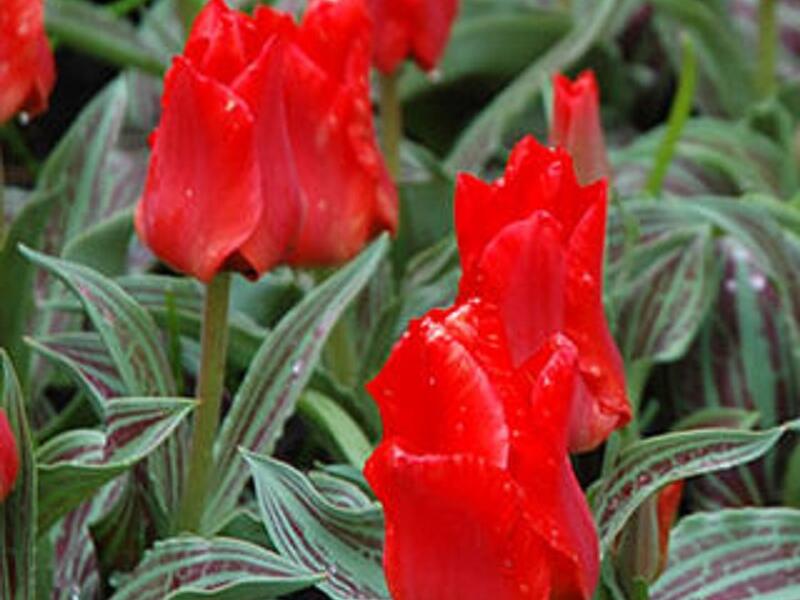 Tulipán Greigův 'Red Riding Hood' - Tulipa Greigii 'Red Riding Hood'