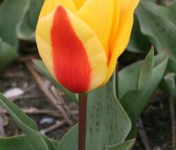 Tulipán Greigův 'First Love'
