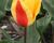 Tulipán Greigův 'First Love'