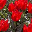 Tulipán Greigův 'Ali Baba' - Tulipa Greigii 'Ali Baba'