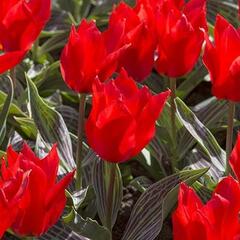 Tulipán Greigův 'Ali Baba' - Tulipa Greigii 'Ali Baba'