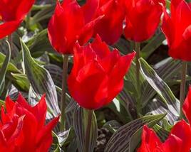 Tulipán Greigův 'Ali Baba'