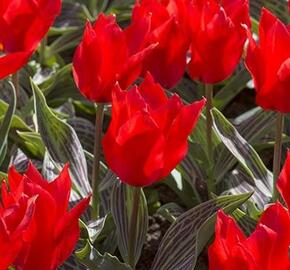 Tulipán Greigův 'Ali Baba' - Tulipa Greigii 'Ali Baba'