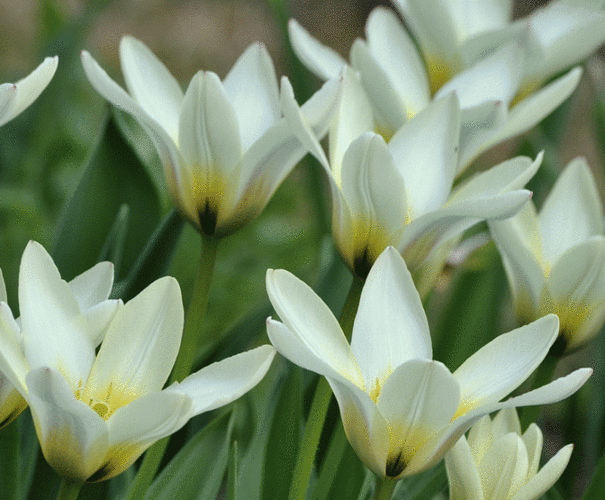 Tulipán Fosterův 'Concerto' - Tulipa Fosteriana 'Concerto'