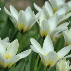 Tulipán Fosterův 'Concerto' - Tulipa Fosteriana 'Concerto'