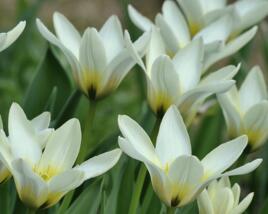 Tulipán Fosterův 'Concerto'