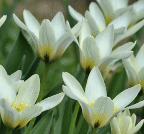 Tulipán Fosterův 'Concerto' - Tulipa Fosteriana 'Concerto'