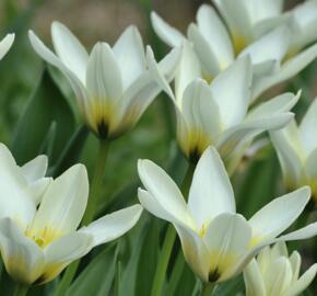 Tulipán Fosterův 'Concerto'