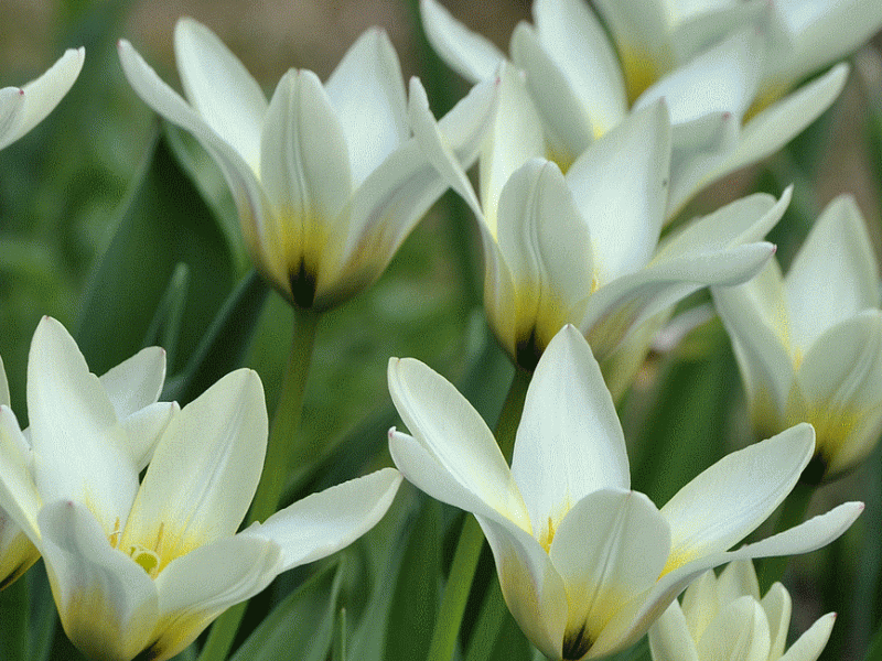 Tulipán Fosterův 'Concerto' - Tulipa Fosteriana 'Concerto'