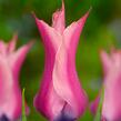 Tulipán liliovitý 'Yonina' - Tulipa Lily Flowering 'Yonina'
