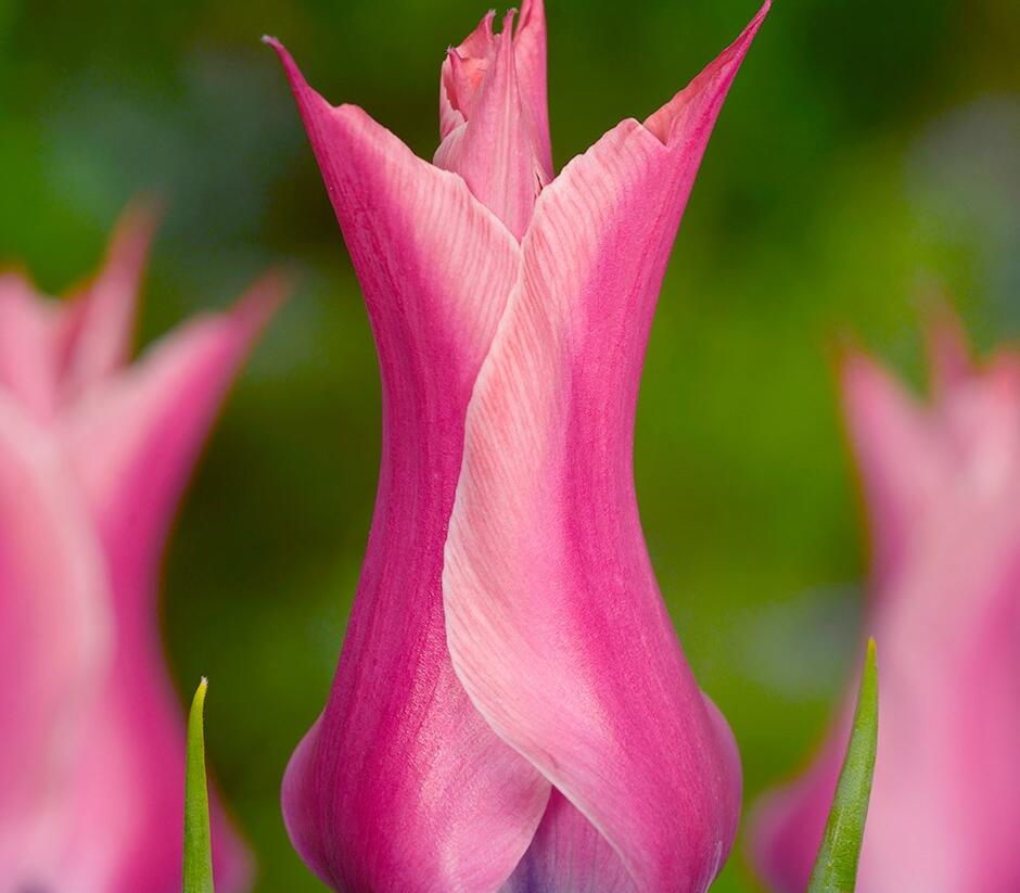 Tulipán liliovitý 'Yonina' - Tulipa Lily Flowering 'Yonina'
