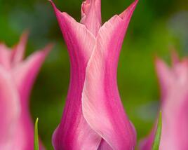 Tulipán liliovitý 'Yonina'