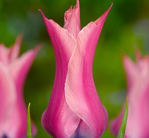 Tulipán liliovitý 'Yonina' - Tulipa Lily Flowering 'Yonina'