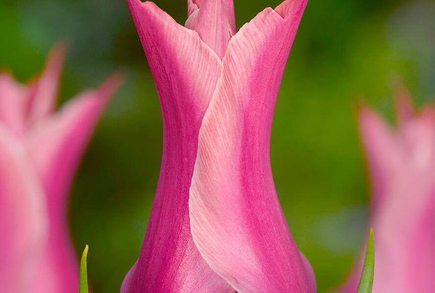 Tulipán liliovitý 'Yonina' - Tulipa Lily Flowering 'Yonina'