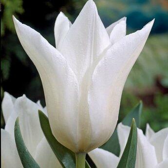 Tulipán liliovitý 'White Elegance' - Tulipa Lily Flowering 'White Elegance'
