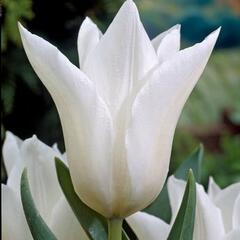 Tulipán liliovitý 'White Elegance' - Tulipa Lily Flowering 'White Elegance'