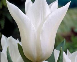 Tulipán liliovitý 'White Elegance'