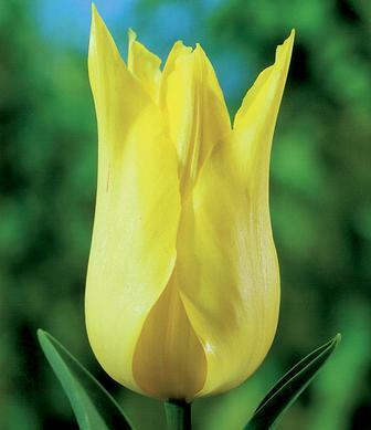 Tulipán liliovitý 'Moonshine' - Tulipa Lily Flowering 'Moonshine'