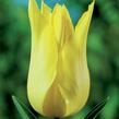 Tulipán liliovitý 'Moonshine' - Tulipa Lily Flowering 'Moonshine'