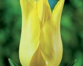 Tulipán liliovitý 'Moonshine'