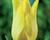 Tulipán liliovitý 'Moonshine'