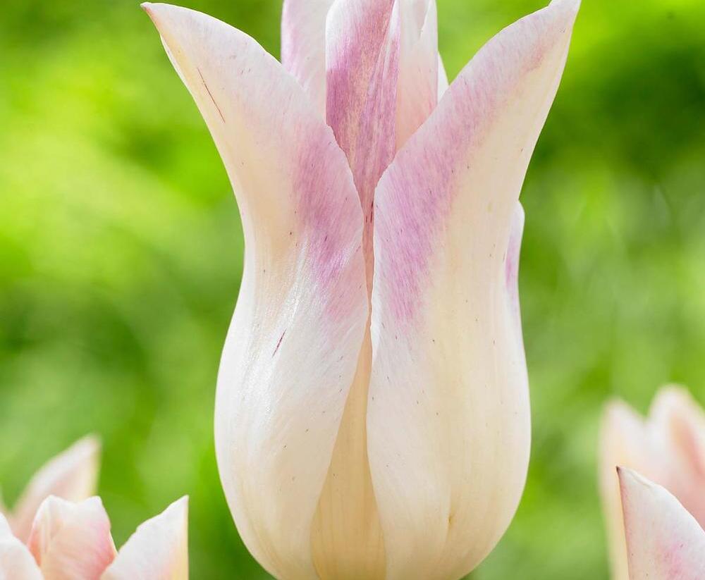 Tulipán liliovitý 'Elegant Lady' - Tulipa Lily Flowering 'Elegant Lady'
