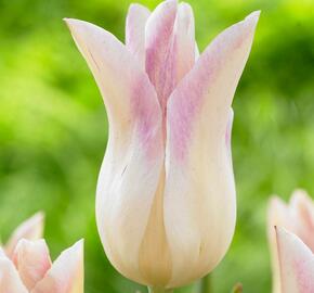 Tulipán liliovitý 'Elegant Lady' - Tulipa Lily Flowering 'Elegant Lady'