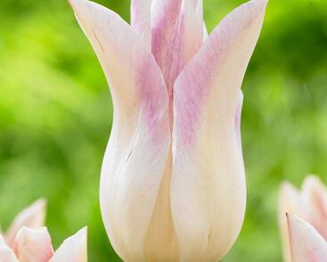 Tulipán liliovitý 'Elegant Lady'