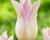 Tulipán liliovitý 'Elegant Lady'
