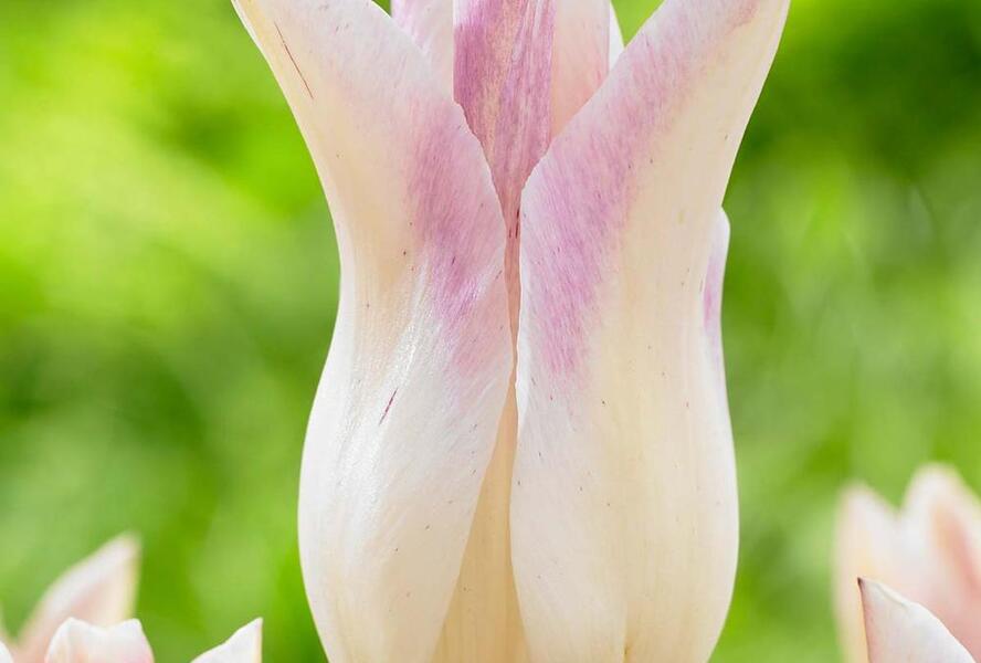 Tulipán liliovitý 'Elegant Lady' - Tulipa Lily Flowering 'Elegant Lady'