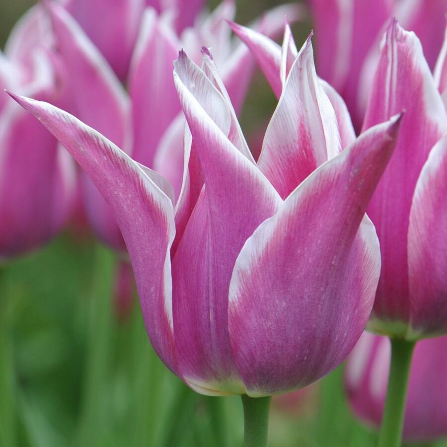 Tulipán liliovitý 'Ballade' - Tulipa Lily Flowering 'Ballade'
