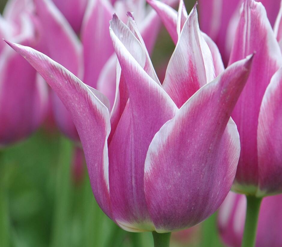 Tulipán liliovitý 'Ballade' - Tulipa Lily Flowering 'Ballade'