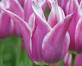 Tulipán liliovitý 'Ballade'