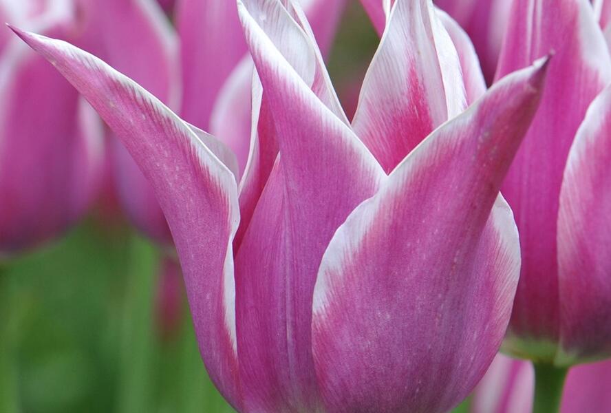 Tulipán liliovitý 'Ballade' - Tulipa Lily Flowering 'Ballade'